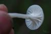 hygrocybe-virginea_02_t1.jpg