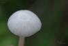 hygrocybe-virginea_03_t1.jpg