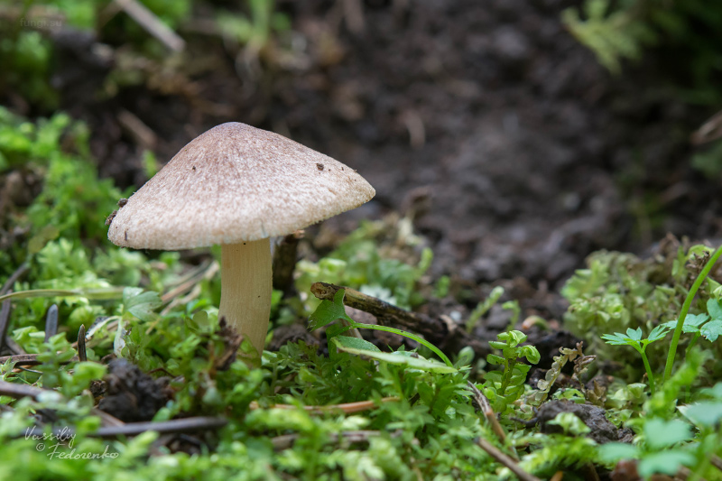 inocybe_01.jpg