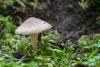 inocybe_01_t1.jpg