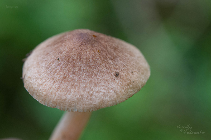 inocybe_02.jpg