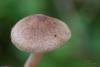 inocybe_02_t1.jpg