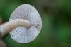 inocybe_03_t1.jpg