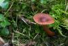 lactarius-badiosanguineus_01_t1.jpg