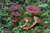 lactarius-badiosanguineus_01_t1_1.jpg