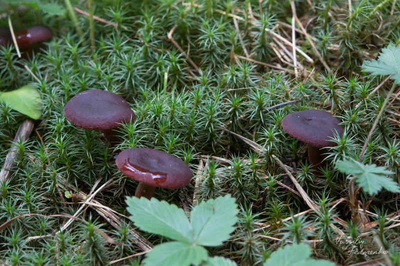 lactarius-badiosanguineus_02_1.jpg