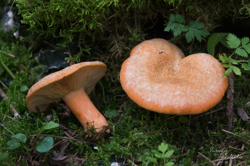 lactarius-deterrimus_02_1.jpg