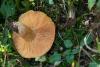 lactarius-deterrimus_02_t1.jpg