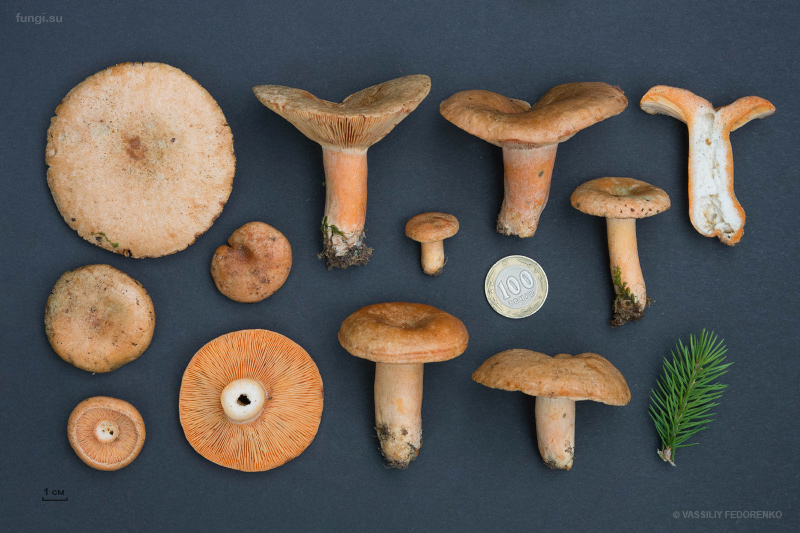 lactarius-deterrimus_03.jpg
