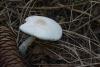 lepiota_01_t1.jpg