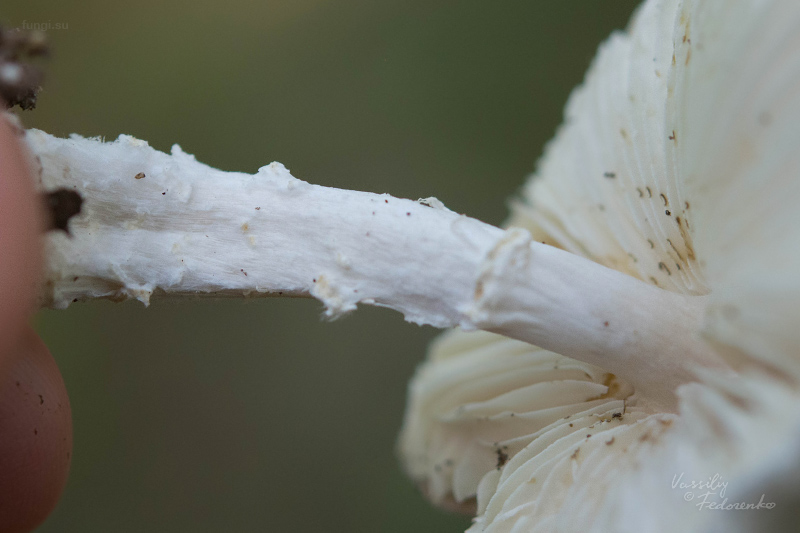 lepiota_04.jpg