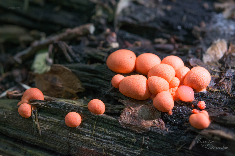 lycogala-epidendrum_01.jpg