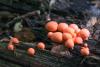 lycogala-epidendrum_01_t1.jpg