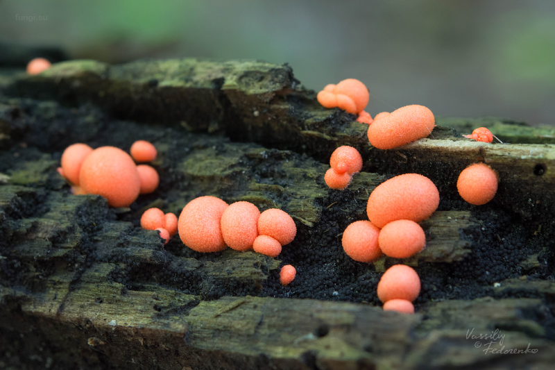 lycogala-epidendrum_02.jpg