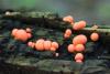 lycogala-epidendrum_02_t1.jpg