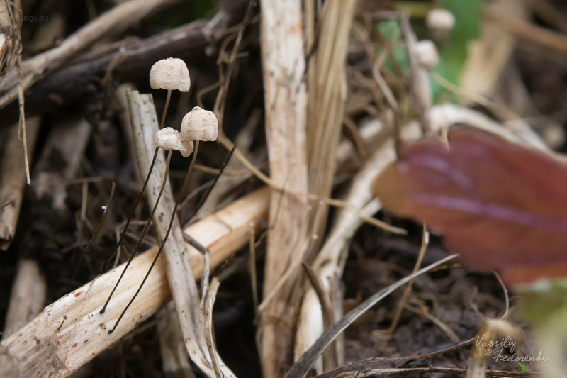 marasmius-limosus_01.jpg