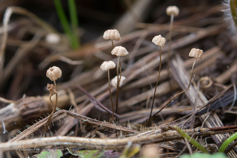 marasmius-limosus_02.jpg