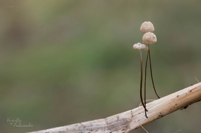 marasmius-limosus_03.jpg