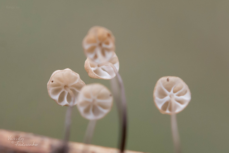 marasmius-limosus_04.jpg