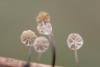 marasmius-limosus_04_t1.jpg