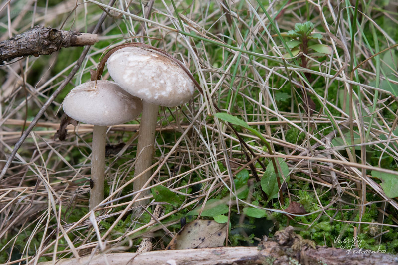 melanoleuca_01.jpg