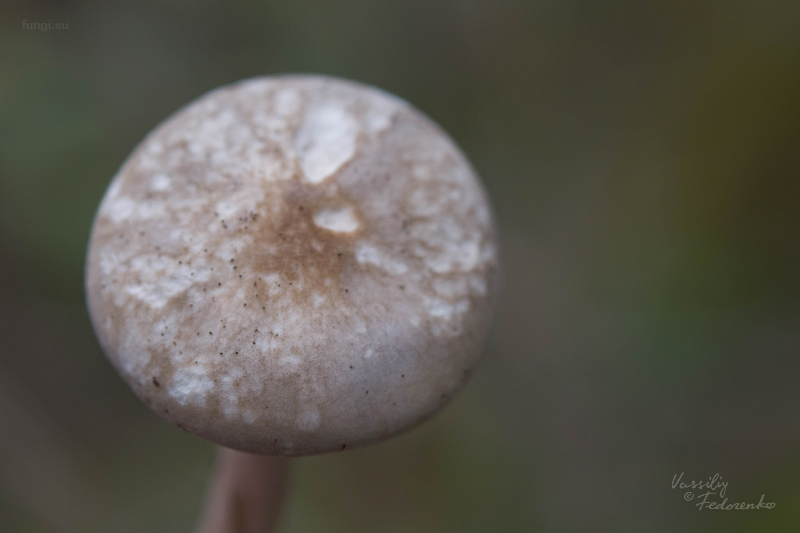 melanoleuca_02.jpg