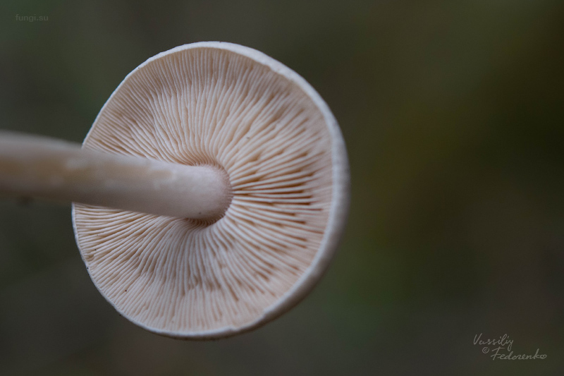 melanoleuca_03.jpg