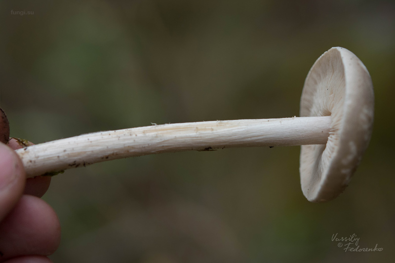 melanoleuca_04.jpg
