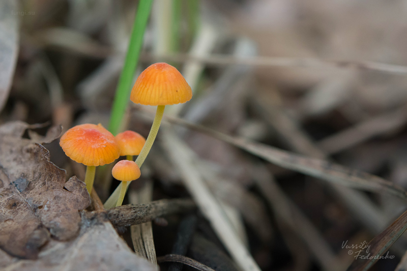 mycena-acicula_01.jpg