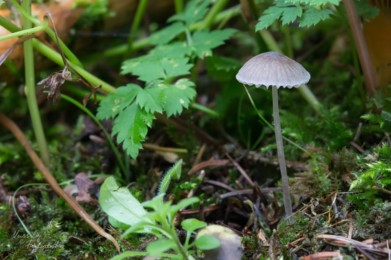 mycena-aetites_01.jpg