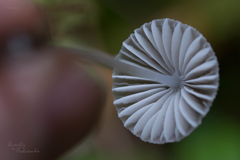 mycena-aetites_02.jpg