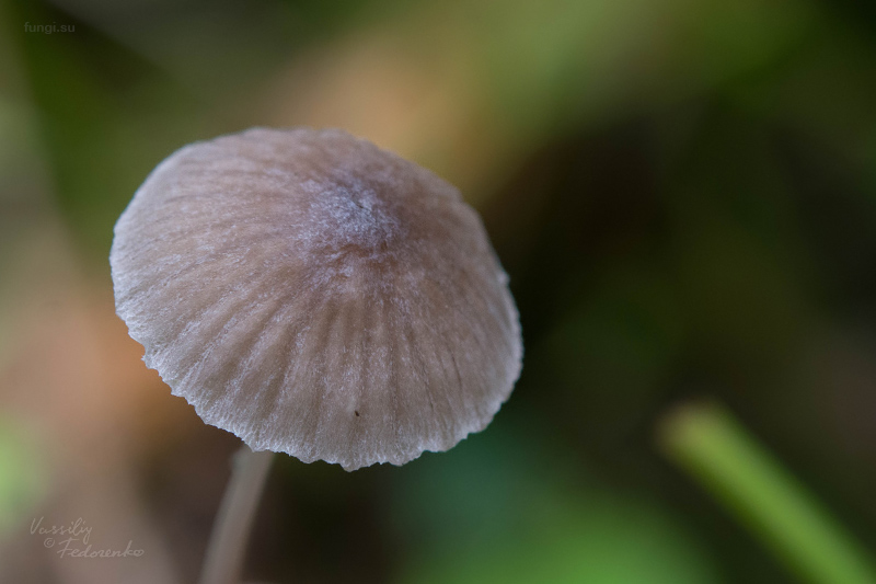 mycena-aetites_03.jpg