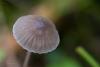 mycena-aetites_03_t1.jpg