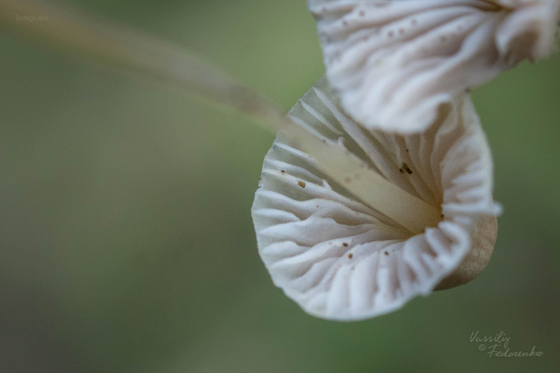 mycena-citrinomarginata_03.jpg