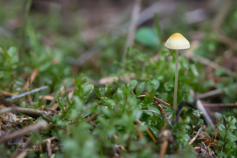 mycena-citrinomarginata_04.jpg