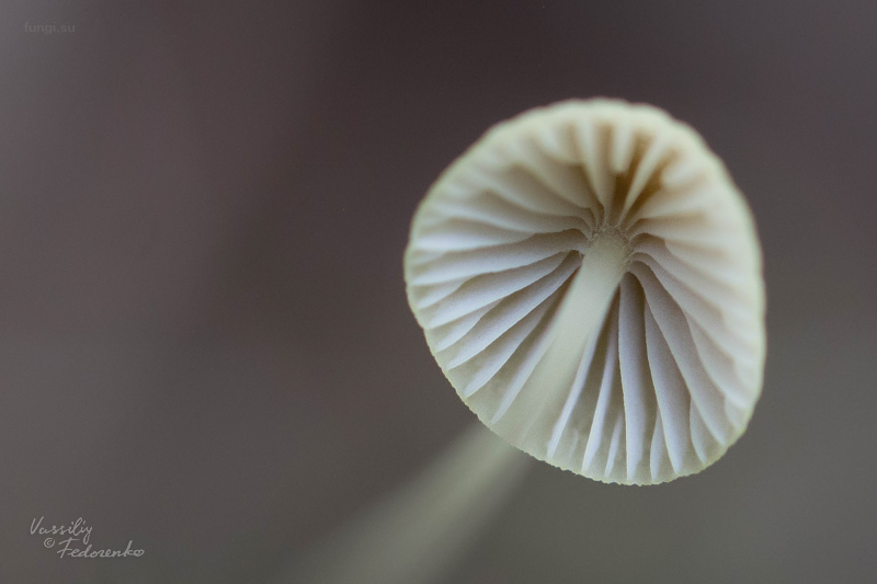 mycena-citrinomarginata_05.jpg