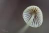 mycena-citrinomarginata_05_t1.jpg