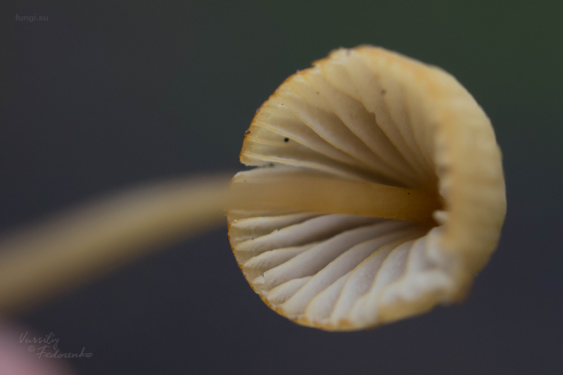 mycena-citrinomarginata_07.jpg