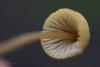 mycena-citrinomarginata_07_t1.jpg