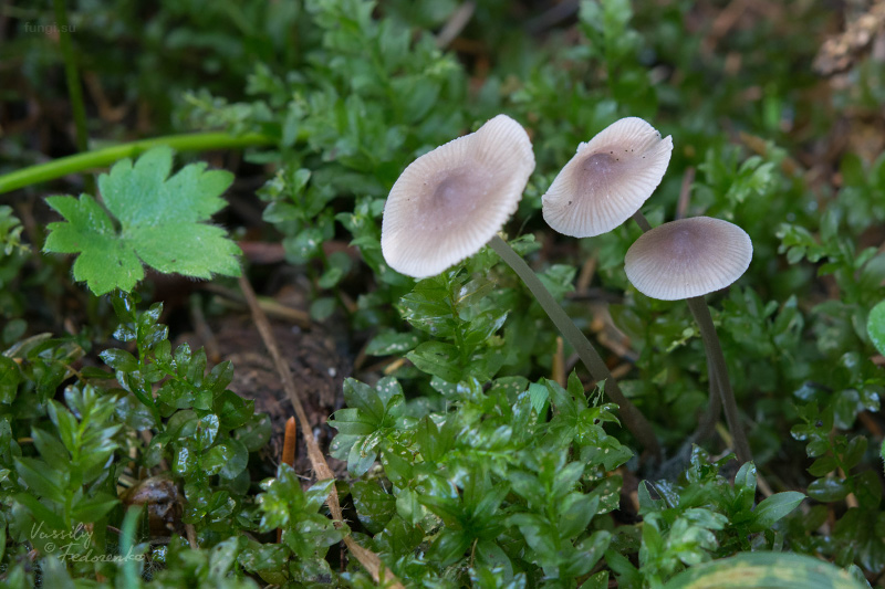 mycena-flavescens_01.jpg