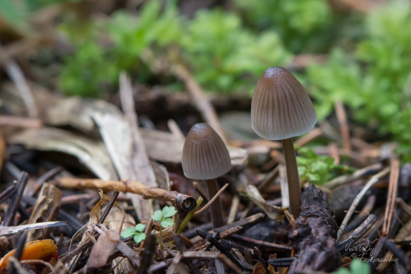 mycena-flavescens_01_1.jpg