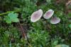 mycena-flavescens_01_t1.jpg