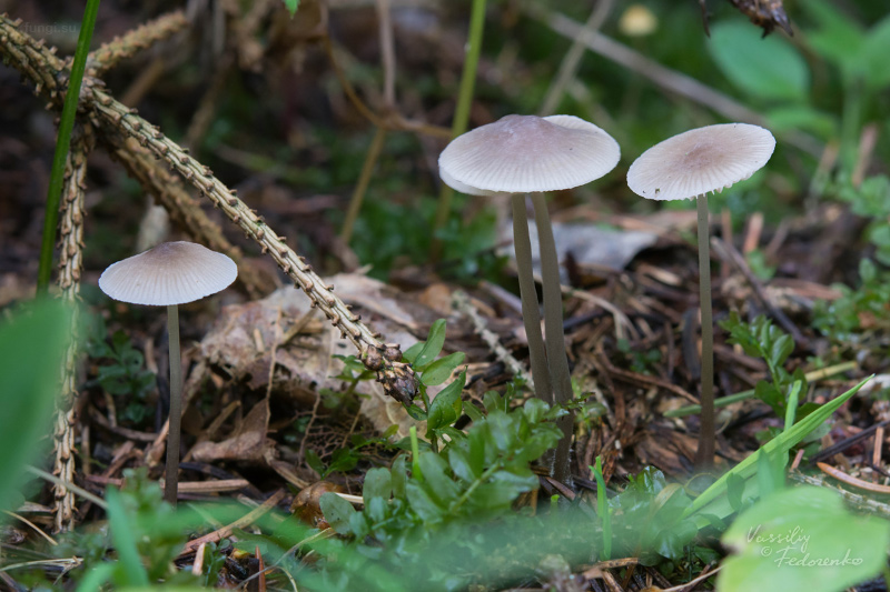 mycena-flavescens_02.jpg