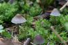 mycena-flavescens_02_t1_1.jpg