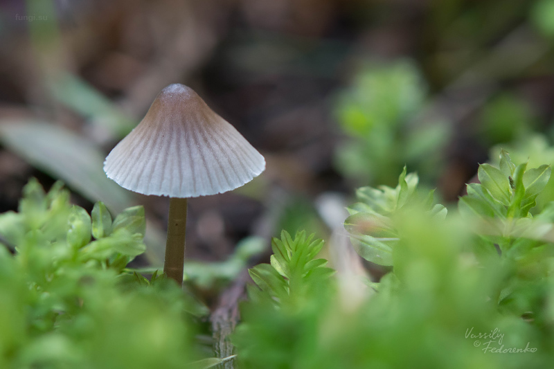 mycena-flavescens_03_1.jpg