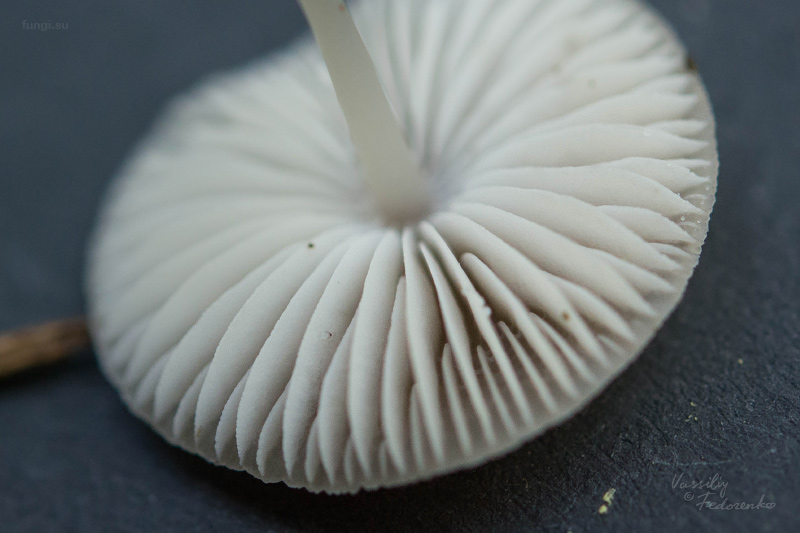 mycena-flavescens_04.jpg