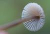 mycena-flavescens_04_t1_1.jpg