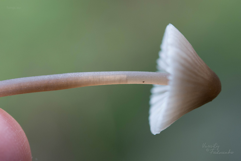 mycena-flavescens_05_1.jpg