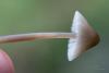 mycena-flavescens_05_t1_1.jpg