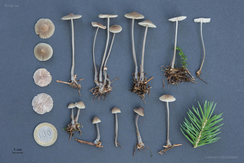 mycena-flavescens_06.jpg